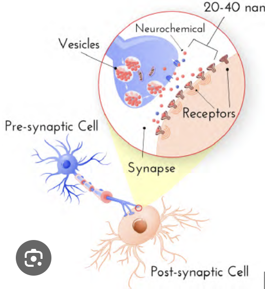<p>Synapse</p>