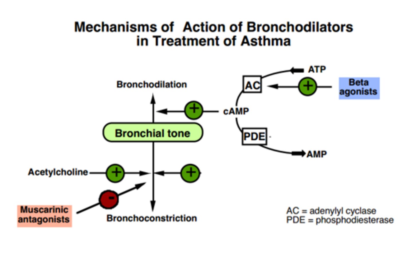 <p>It can block M2 receptors as well as M3 receptors so less of negative feedback control of Ach.</p><p>This can lead to an increase in Ach.</p><p>This can increase airway contraction.</p><p>Therefore, not main drug used in asthma - tiotropium is preferred.</p><p>ALSO</p><p>Ipratropium is a competitive antagonist meaning it can be overcome by increasing [ACh].</p>