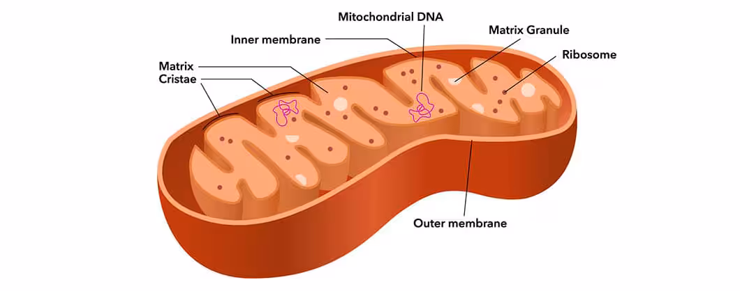 <ul><li><p>Outer membrane</p></li><li><p>Inner membrane</p></li><li><p>Cristae - The folds</p></li><li><p>Matrix - The very inside of the folds</p></li><li><p>DNA - The circular squiggly looking thingies</p></li><li><p>Ribosomes - The small dots</p></li></ul><p></p>