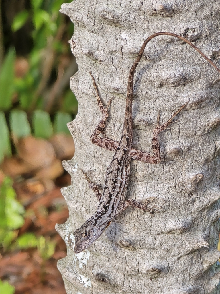 <p>Bark Anole, native to Bahamas and Hispaniola, live in SE FL on trees, mint green dewlap, commonly sprawl</p>