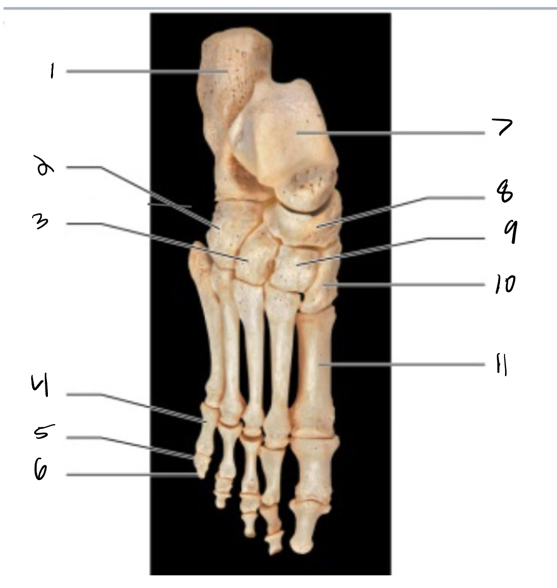 <p>7</p>