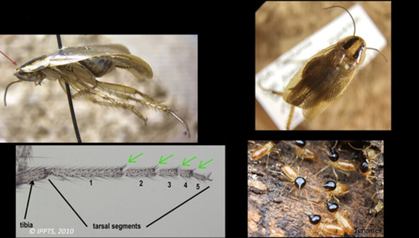 <p>- oval, dorsoventrally flattened body (except termites)</p><p>- 5-segmented tarsi (except termites)</p><p>- head concealed dorsally by pronotum (except termites)</p>