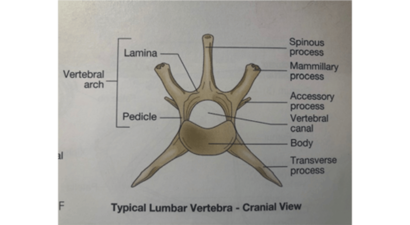 <p>Long transverse processes</p>
