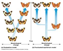 <p>Punctuated Equilibrium Model</p>