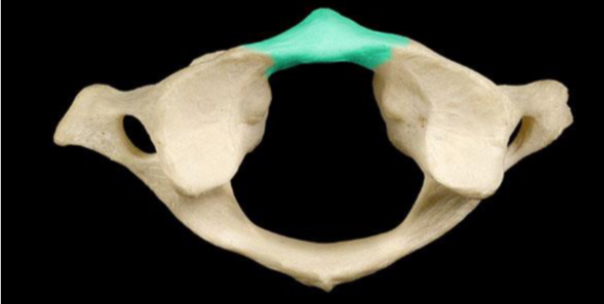 <p>Anterior arch</p>