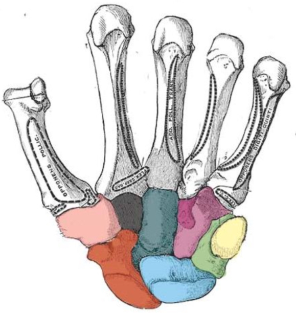 <p>What carpal bone is purple</p>