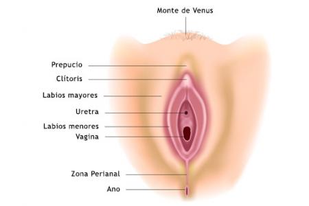 el ________ es parte del clitoris donde se forman la union de los labios menores