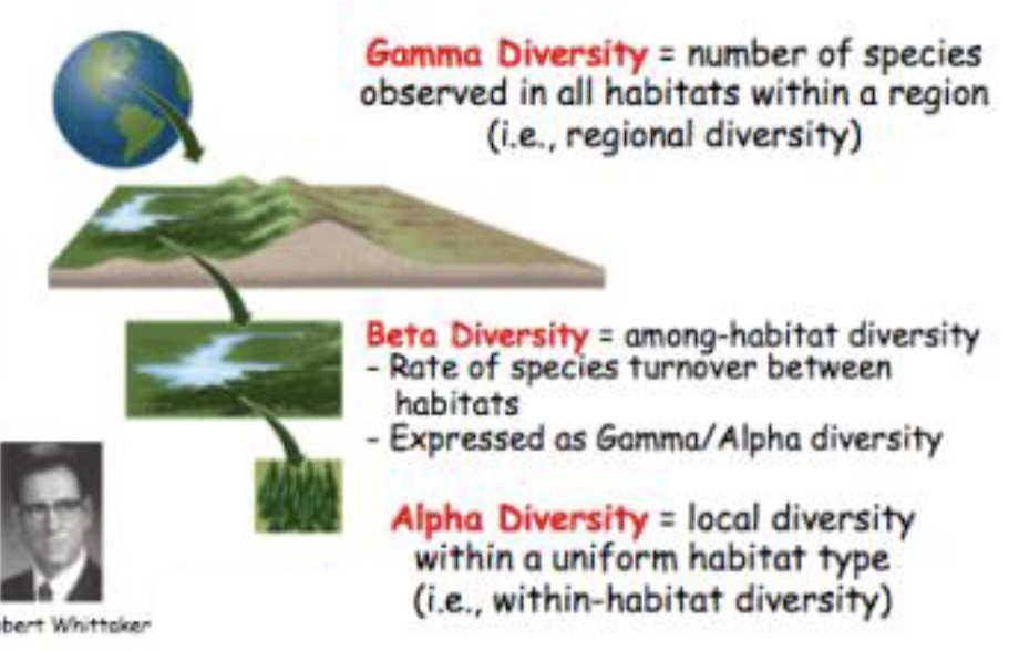 <p>local diversity, or species diversity at a site</p><ul><li><p>estimated by spp richness or by one of the alpha diversity indices</p></li></ul><p></p>