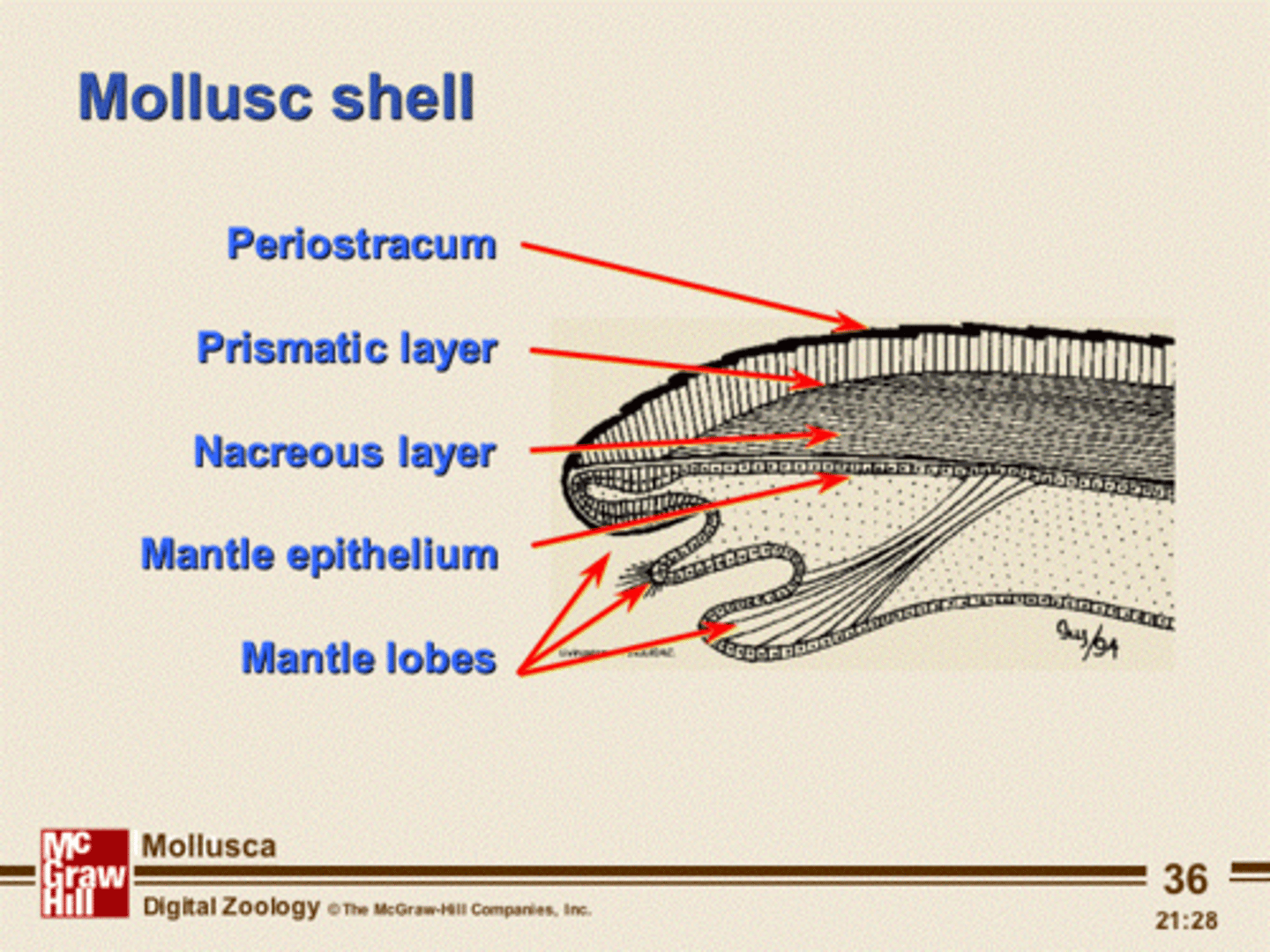 <p>Periostracum (outer layer), prismatic layer (middle layer), nacre (mother of pearl), iridescent inner layer</p>