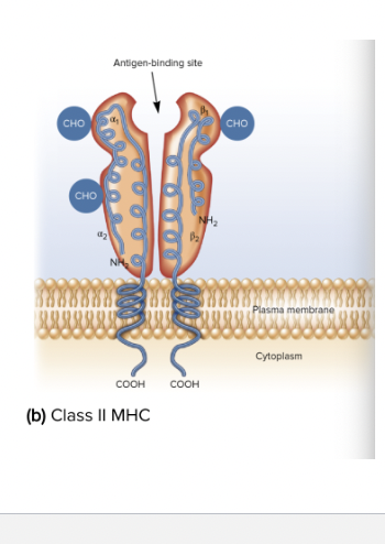 <p>Class II MHC Components</p>