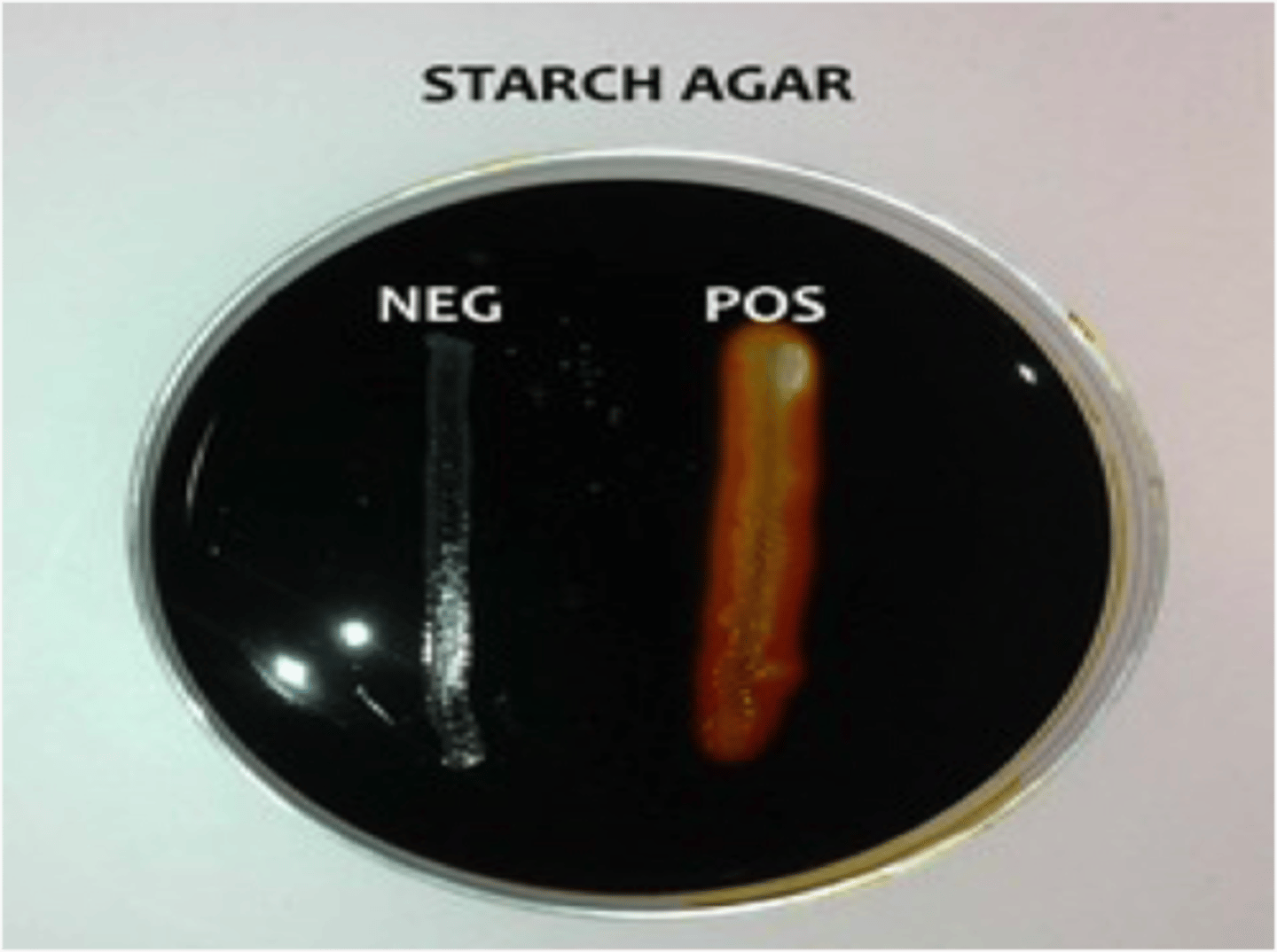 <p>no clearing around bacteria</p>