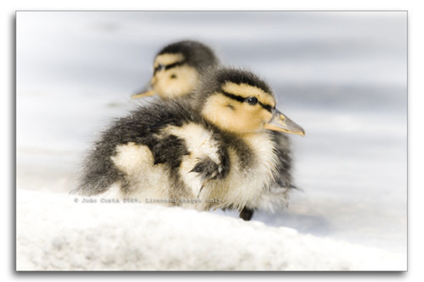 <p>dễ bị tổn thương</p>