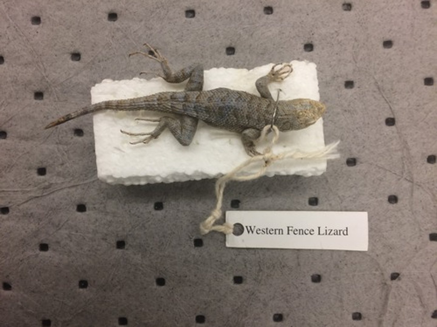 <p>can be infected by malaria parasite</p><p>----------------</p><p>FEATURES:</p><p>- infected males have fewer courtship and territorial behaviors, altered coloration, and smaller testes</p><p>- infected females store less fat during summer so have less energy for egg production in spring</p>