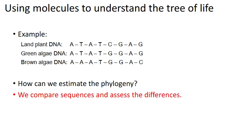 <p>Phylogeny DNA Sequence Example</p>