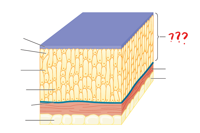 <p>often comprised of multiple cell layers and is underlain by a basement membrane</p>