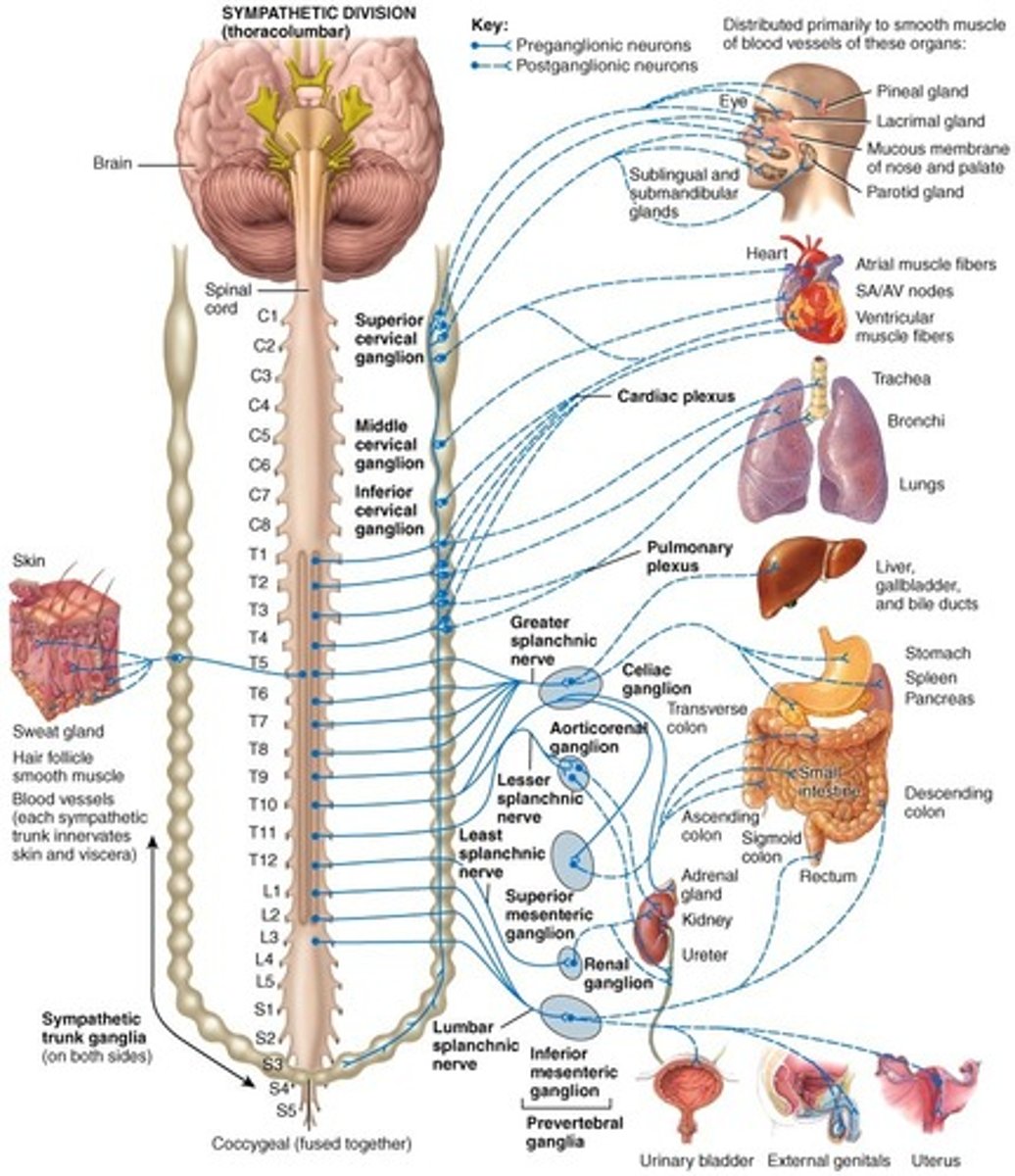<p>⦿ Once a sympathetic preganglionic fiber has entered</p><p>the paravertebral chain, it can do one of 4 things to</p><p>synapse with a postganglionic fiber:</p><p>1. End at level it entered</p><p>2. Run up the chain</p><p>3. Run down the chain</p><p>4. Pass out to a prevertebral ganglion via a splanchnic nerve that goes directly to organ</p>