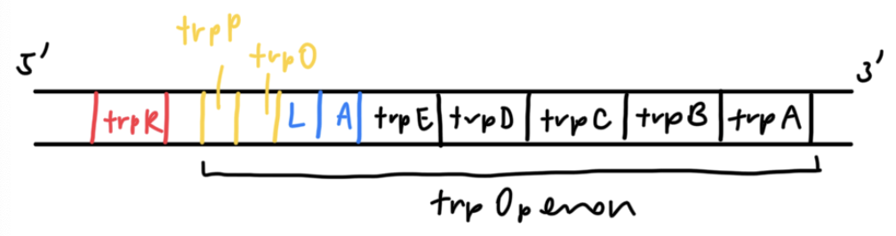 <p>trpE, trpD, trpC, trpB, trpA: encodes for polypeptides that form the 3 enzymes involved in biosynthesis of tryptophan</p><p>trpP: DNA sequence recognised by RNA polymerase</p><p>trpO: DNA sequence recognised by repressor protein trp repressor</p>