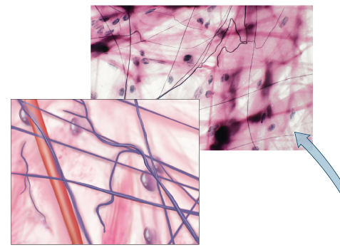 <p>What tissue is this?</p>