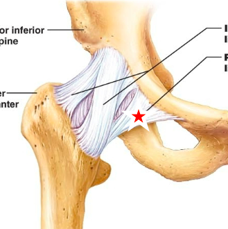 <p>name the starred ligament </p>