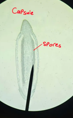 <p>Is the capsule part of the gametophyte or sporophyte generation?</p>
