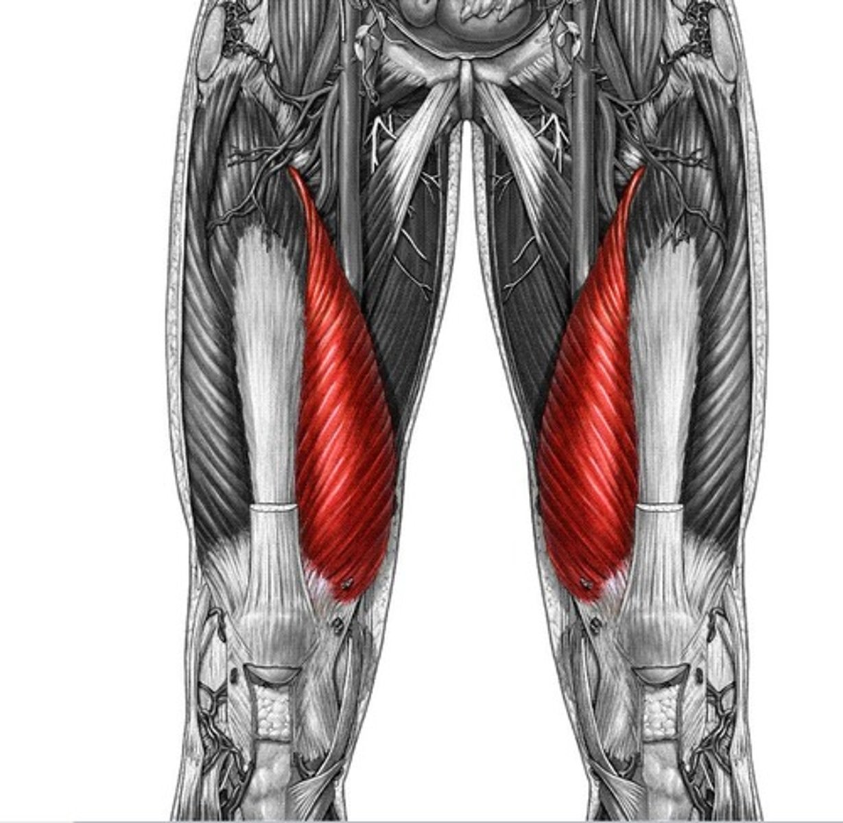 <p>origin: linea aspera; intertrochanteric line</p><p>insertion: patella; tibial tuberosity</p><p>prime function: moves lower leg out in front, as when kicking</p>