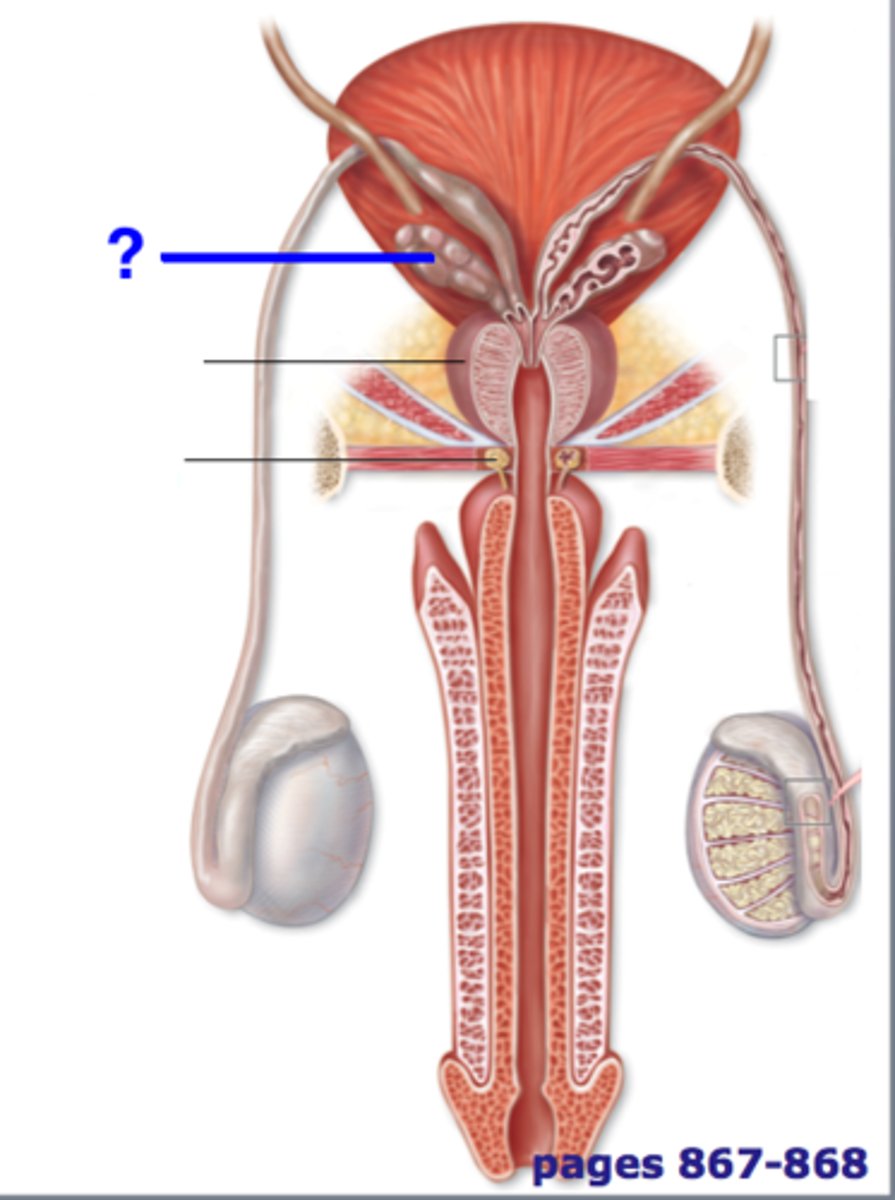 <p>two small glands that secrete a fluid rich in sugar that nourishes and helps sperm move</p>