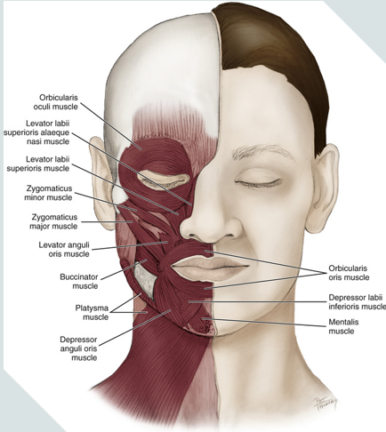 <ul><li><p>epicranial</p><ul><li><p>frontalis</p></li><li><p>occipital belly</p></li></ul></li><li><p>orbicularis oculi</p></li><li><p>orbicularis oris</p></li><li><p>depressor anguli oris</p></li><li><p>mentalis</p></li><li><p>platysma</p></li><li><p>risorius</p></li><li><p>buccinator</p></li><li><p>corrugator supercilli</p></li><li><p>zygomaticus minor</p></li><li><p>zygomaticus major</p></li></ul><p></p>