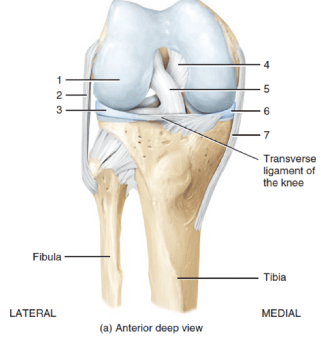 <p>anterior cruciate ligament</p>