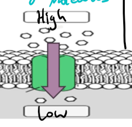<ul><li><p>substances move into the cell with the help of a protein</p></li><li><p>large, polar molecules</p></li></ul><p></p>