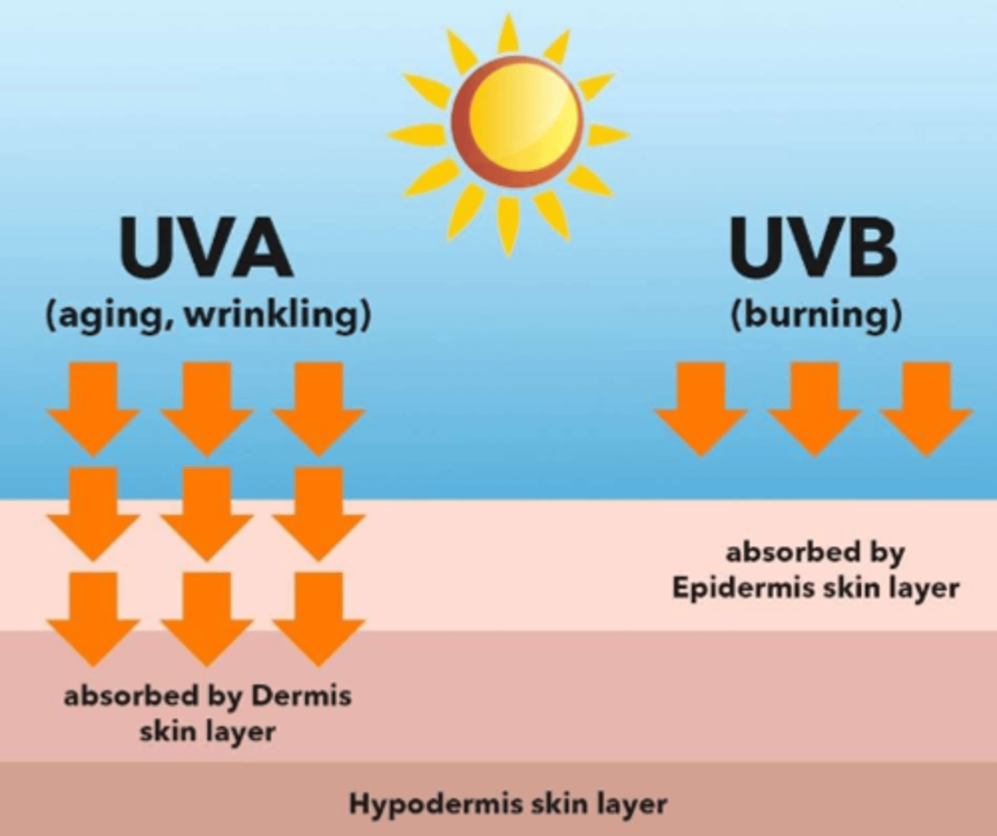 <p>- UVB = sunburn (absorbed by epidermis)</p><p>- UVA = do not cause burns (low potency, low presence) (seen in ageing &amp; wrinkling, absorbed by dermis)</p><p>- UVC = do not cause burns (low potency, low presence)</p>