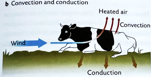 <ul><li><p>transfers heat via moving air or water</p></li><li><p>can gain and lose heat via convection</p></li><li><p>natural vs. forced convection</p><ul><li><p><strong>NATURAL:</strong> any fluid motion caused by natural means such as buoyancy </p></li><li><p><strong>FORCED:</strong> fluid is forced for flow over a surface or in a tube by external means </p></li></ul></li><li><p>wind chill!</p></li><li><p>fans </p></li><li><p>transportation? </p></li></ul><p></p>