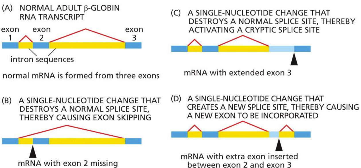 <p><span>Different splicing patterns leading to different protein production&nbsp;</span></p>
