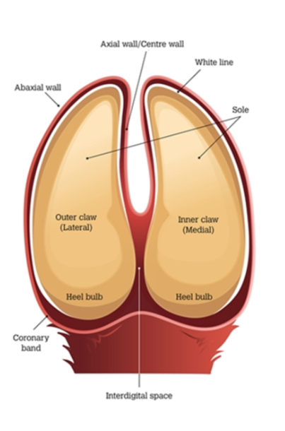 <p><span><strong>Ruminant Claw</strong></span></p><p><br><span>Cloven - hoof → Split = interdigital cleft&nbsp;</span></p><ul><li><p><span>Inside split of interdigital cleft = axial surface btw 2 claws</span></p></li><li><p><span>Abaxial - outside (lateral surfaces) = remaining rounded surface of the claw</span></p></li><li><p><span>2 digits on each foot</span></p></li></ul><p></p>