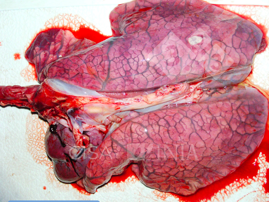 <p>21.&nbsp; Tissue from a horse.&nbsp; Which of the following is NOT true?</p><ol type="a"><li><p>Associated lesions in the brainstem and spinal cord are present within the grey matter.</p></li><li><p>Liver lesions may accompany brain lesions.</p></li><li><p><span style="color: red">Swine affected by this toxin have myocardial necrosis <strong>(while cardiotoxicity is reported; the main lesion is severe interlobular edema and hydrothorax)</strong></span></p></li><li><p>Both sphingosine and sphinganine are elevated in affected animals. </p></li></ol><p>Fumonisin B2; build up of sphinganine and spingosine; lack of sphingolipid = leukomalacia </p>