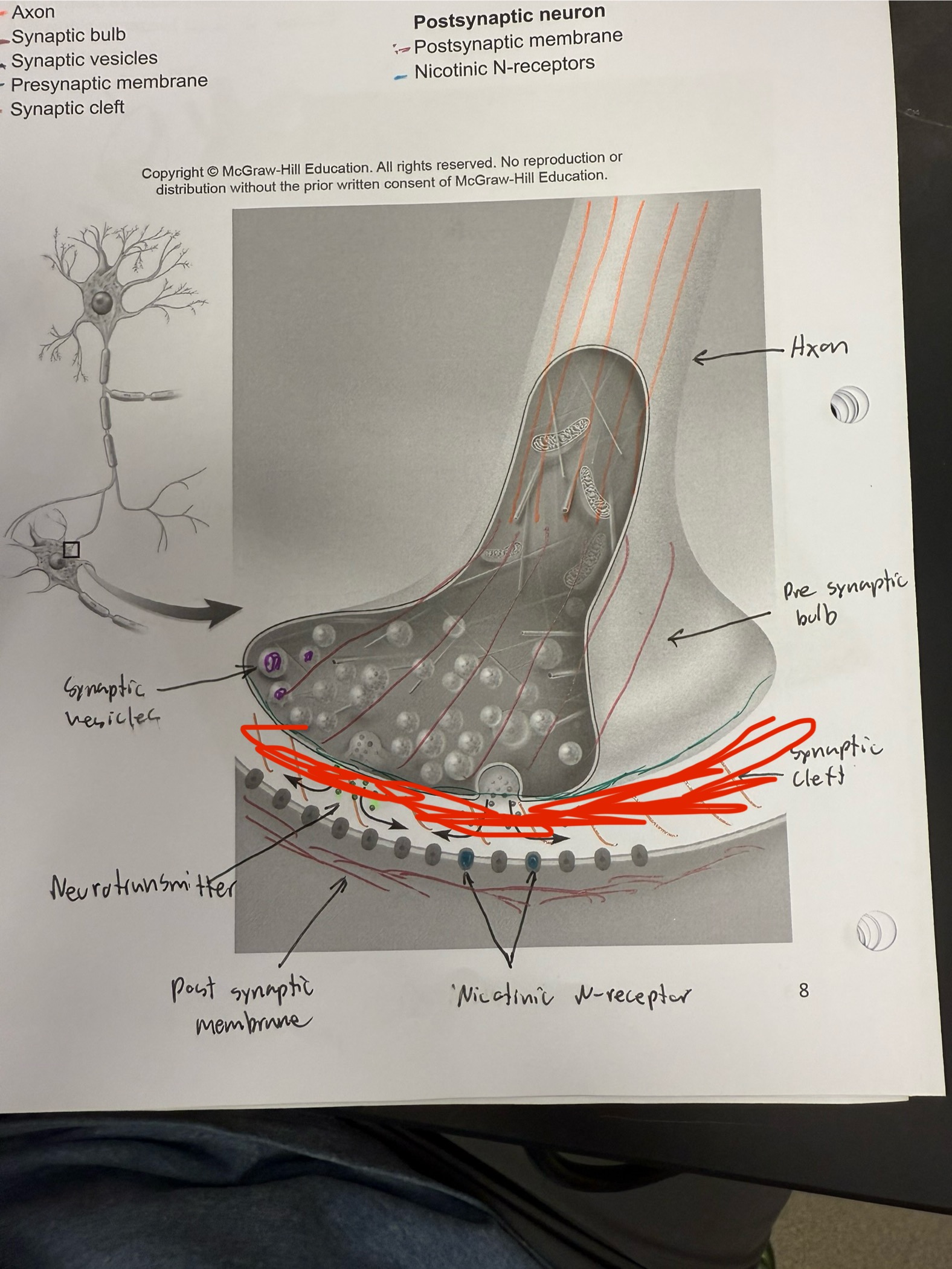 <ul><li><p>Space between the motor end plate and synaptic bulb</p></li></ul><p></p>
