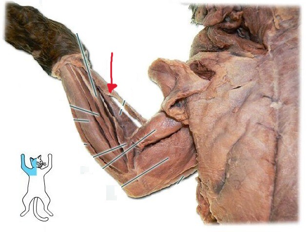 <p>What is the muscle indicated by the arrow? What is an attachment point and function?</p>