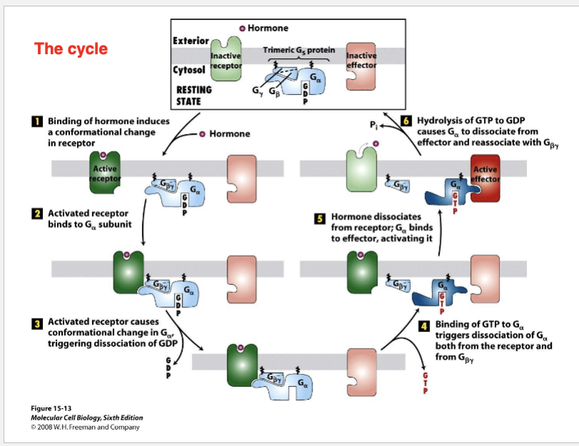 <p>A:</p><ol><li><p class="">Ligand binds to GPCR</p></li><li><p class="">GPCR undergoes conformational change</p></li><li><p class=""><strong>Gα exchanges GDP for GTP</strong></p></li><li><p class="">Gα and Gβγ dissociate and activate effectors (e.g., adenylyl cyclase)</p></li><li><p class="">GTP is hydrolyzed → Gα reassociates with Gβγ → cycle resets</p></li></ol><p></p>