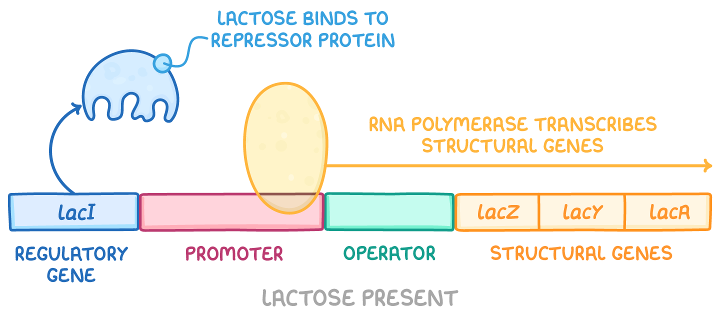 <p>Regulatory elements:</p><ul><li><p>Promoter: binding site for RNA polymerase to start transcription</p></li><li><p>Operator: binding site for lac repressor protein</p></li><li><p>CAP site: binding site for catabolite activator protein (CAP) which helps enhance trasc. when glucose is low&nbsp;</p></li></ul><p>Regulatory genes</p><ul><li><p>lacl: encodes the lac repressor protein</p></li></ul><p>Structural genes:</p><ul><li><p>lacZ: encodes beta-galactosidase, which breaks down lactose</p></li><li><p>lacY: encodes lactose permase</p></li><li><p>lac A: encodes thiogalactoside transacetylase, which removed toxic byproducts</p></li></ul><p>When lactose is present:</p><ul><li><p>Some lactose is converted to allolactose, which binds to lac repressor and prevents it from binding to DNA, increasing trasc.</p></li></ul><p>When no lactose is present:</p><ul><li><p>No allolactose is present so the repressor stays bound</p></li></ul><p>When glucose is not present:</p><ul><li><p>cAMP is present in high levels, binds to the activator (CAP) and increases transc.</p></li></ul><p></p>