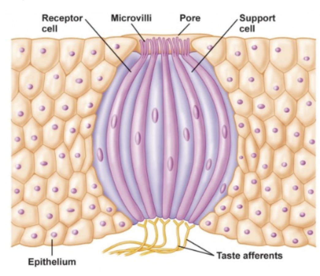 <ul><li><p>microvilli of apical membrane of receptor cells extend through taste pore</p></li><li><p>axons penetrate basal laminae and innervate receptor cells</p></li></ul><p></p>