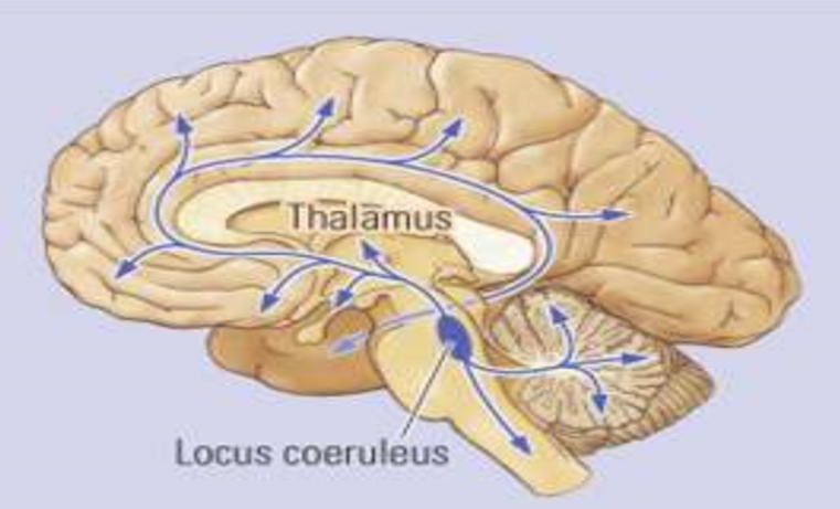 <p>Welk neurotransmittersysteem is dit?</p>
