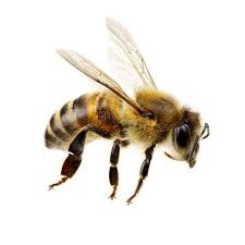 <p>What are the characteristics of insects?</p>