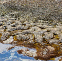 * Patterning
  * Cracking (frost/thermal), wedges, frost heave
* Sorting
  * Frost heave
  * As it freezes larger material goes off to the side and small grained material is left in the middle
* Slope
  * Different patterns on steep vs. flat slopes
* Convection cells
  * Water circulation cells with warm + cold water