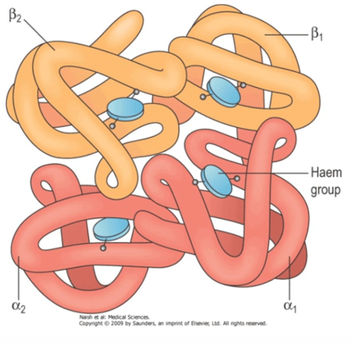 <p>● Protein with a quaternary structure</p><p>● Made of 4 polypeptide chains</p><p>● Each chain bonded to a Haem group containing an iron ion (Fe²⁺)</p><p>● Each Fe²⁺ can bind to 1 molecule of oxygen</p><p>The haemoglobins are a group of chemically similar molecules found in many different organisms</p>