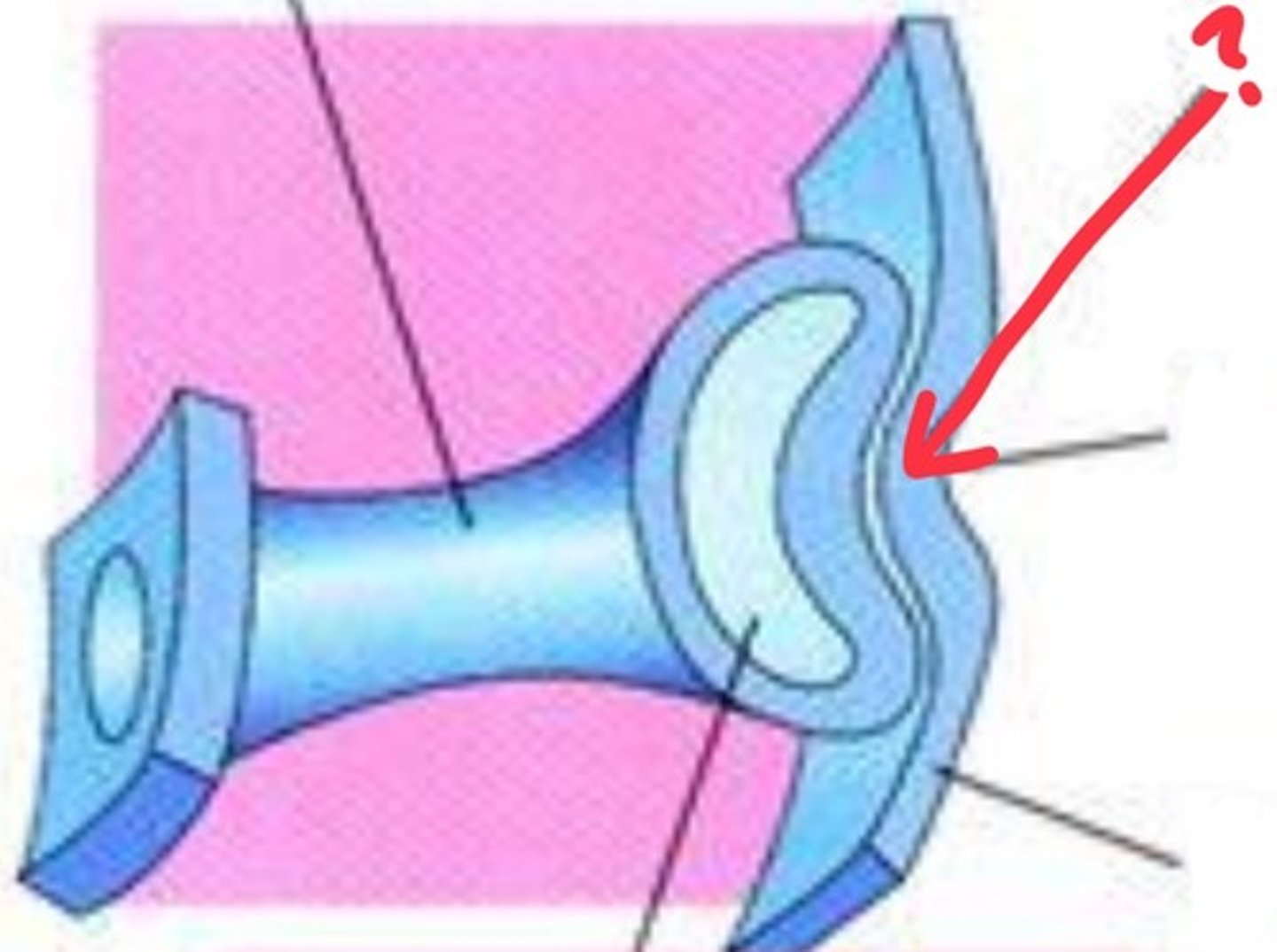 <p>thickening of surface ectoderm that invaginates to form the lens vesicle</p>