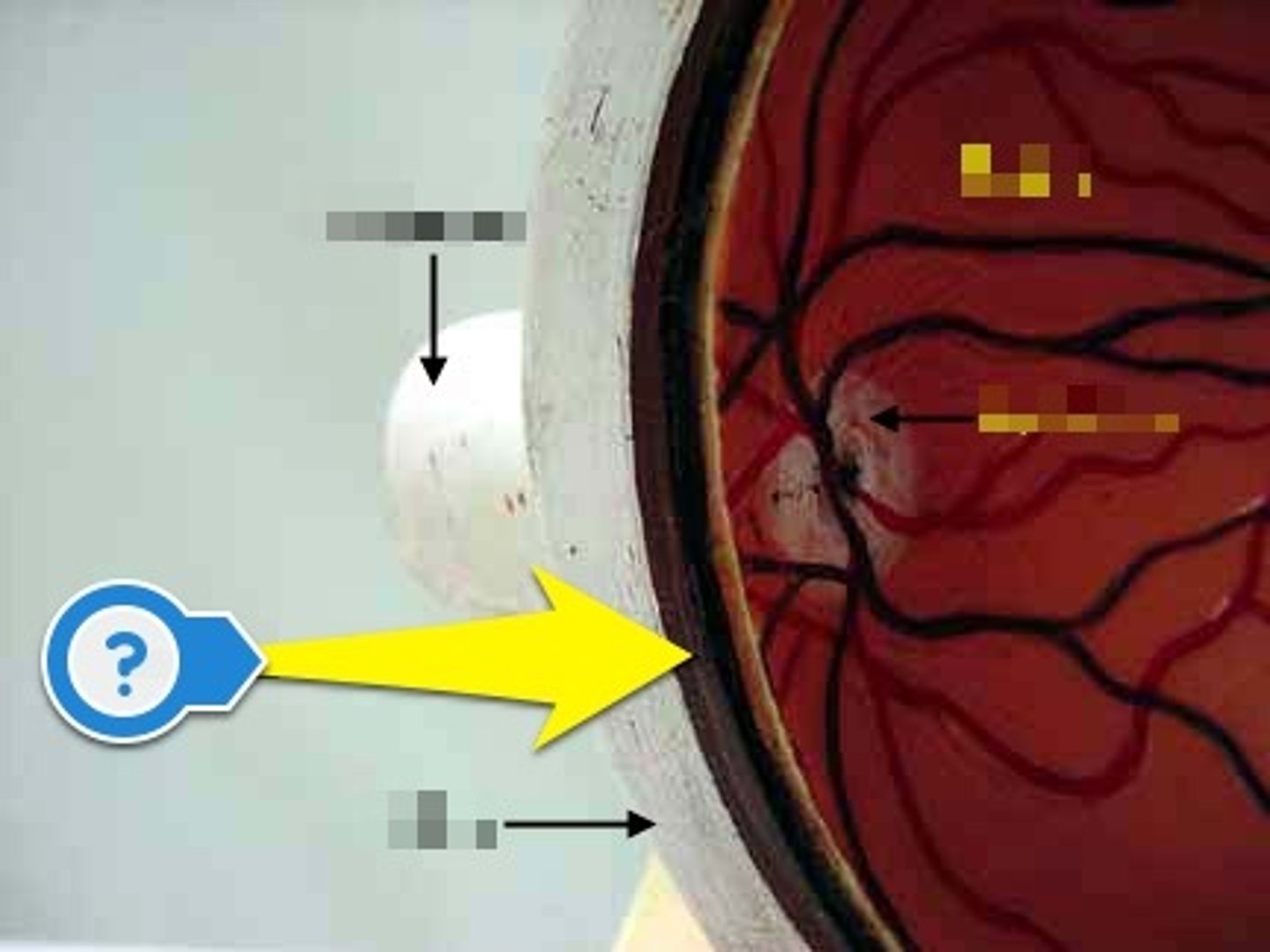 <p>Lays between the retina and the sclera, which provides blood supply to the eye. Just like any other portion of the body, the blood supply gives nutrition to the various parts of the eye.</p>