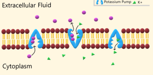 <ul><li><p>Cytoplasm has less Na+ than extracellular fluid</p></li><li><p>3 Na+ out and 2 K+ which maintains this resting potential of -70Mz</p></li></ul><p></p><ul><li><p>Energy consuming</p></li><li><p>Active transport: against gradient</p></li><li><p>Maintains and builds gradients</p></li><li><p>Slower</p></li></ul><p></p>
