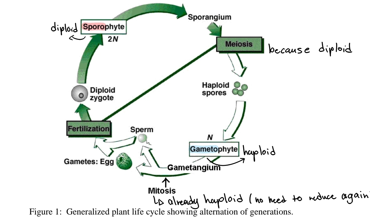 <p>alternation of generations</p>