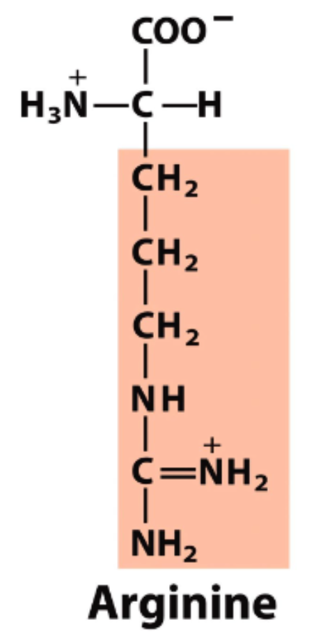 <p>pK<sub>R</sub>=12.48</p>