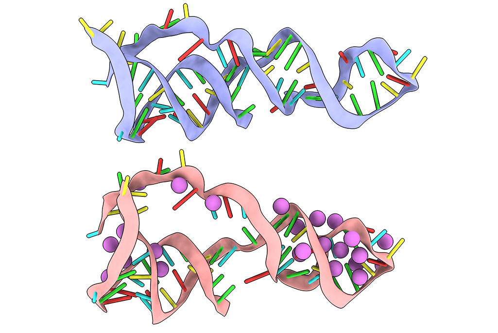 <p><span><span>How can RNA form 3D shapes?</span></span></p>