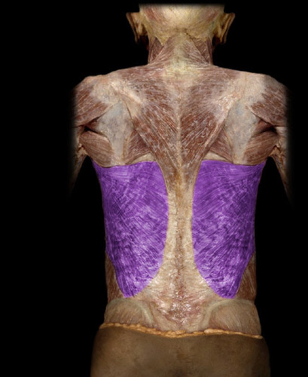 <p>latissimus dorsi</p>
